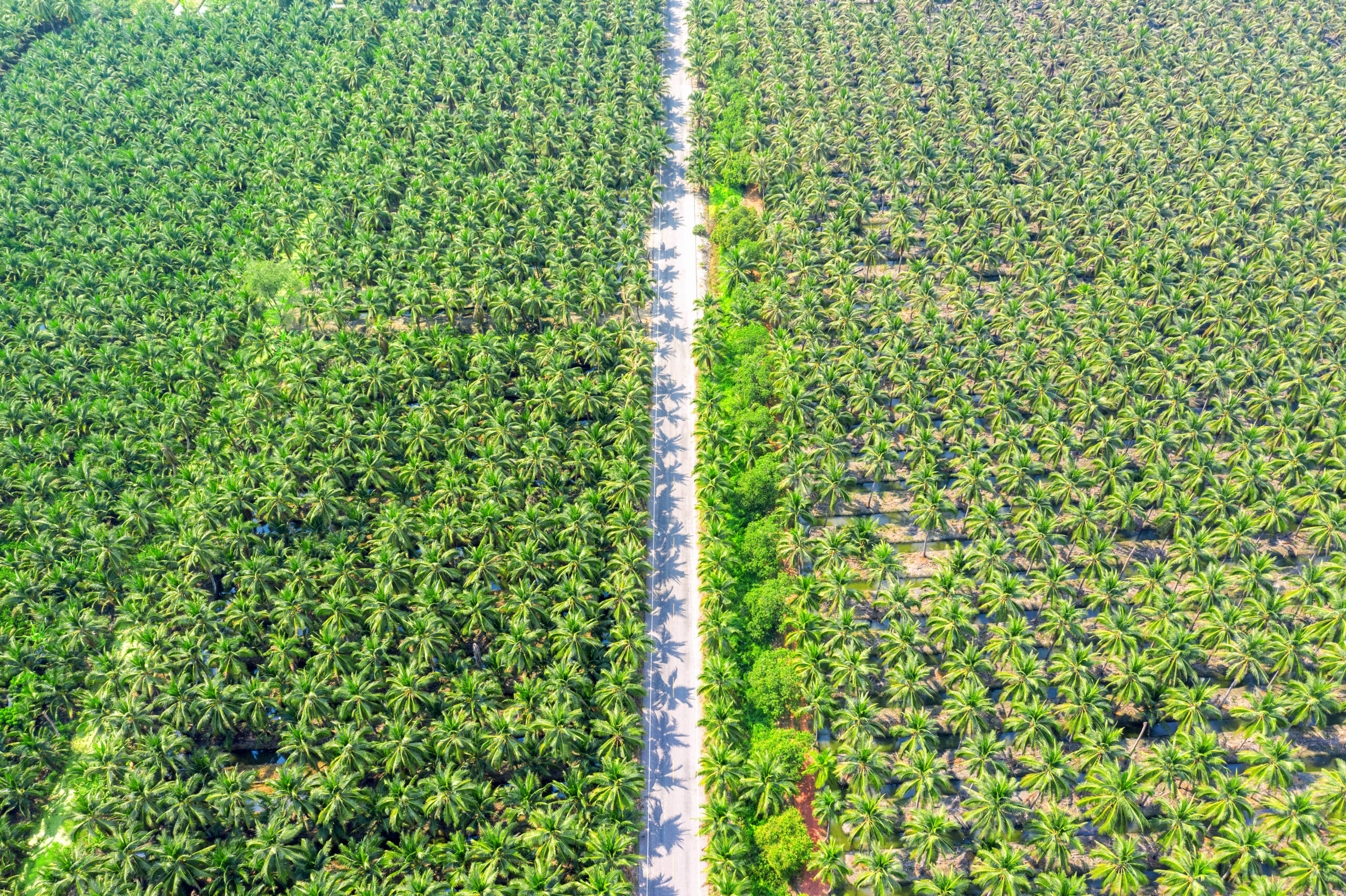 Exotic Crops and Avenue Plantations